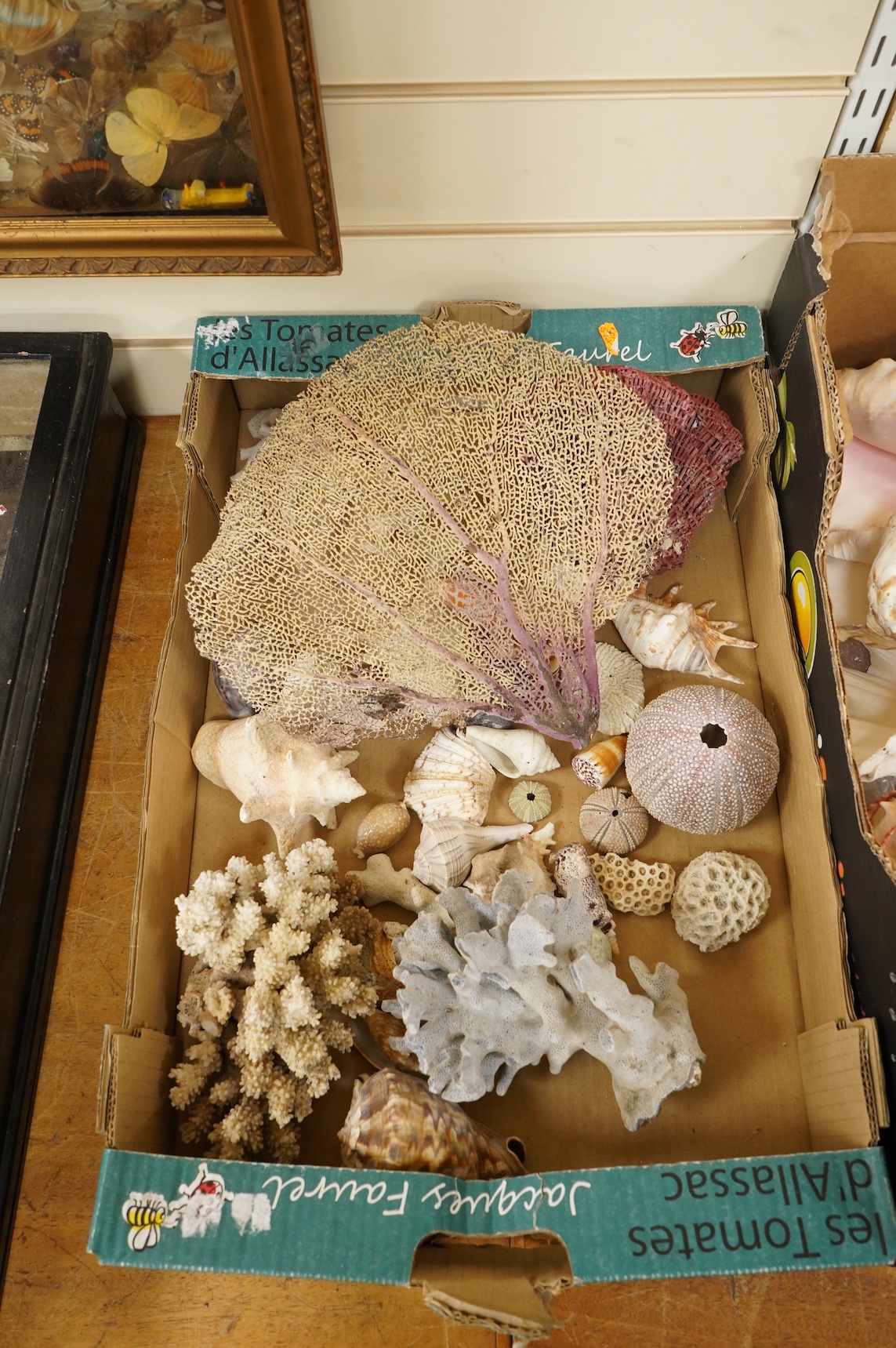 A collection of marine shells, echinoids, coral samples, fossil samples, etc.